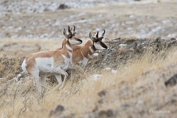 PAWR00200 - Pronghorn Antelope