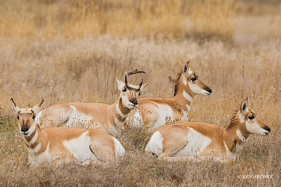 PHAE00279 - Pronghorn Antelope