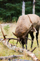 EK00171 - Rocky Mountain Bull Elk