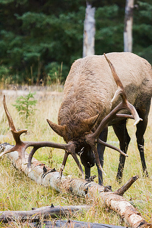 EK00171 - Rocky Mountain Bull Elk