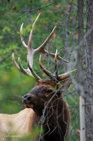 EK01633 - Rocky Mountain Elk