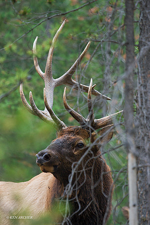 EK01633 - Rocky Mountain Elk