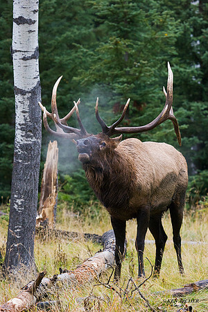 EK00167 - Rocky Mountain Bull Elk