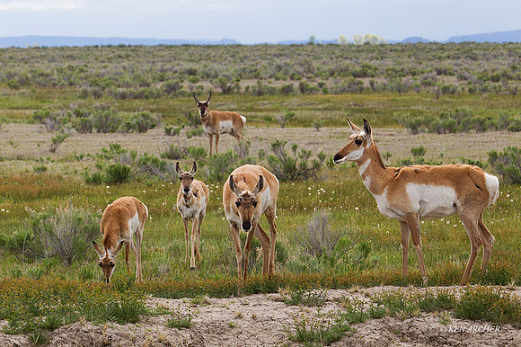 PASP00249 - Pronghorn Antelope