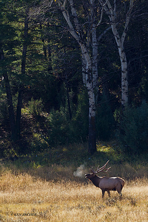EK06923 - Rocky Mountain Elk
