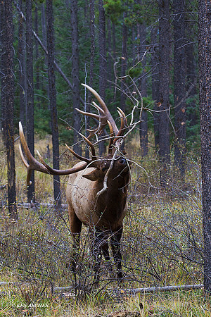 EK06398 - Rocky Mountain Elk