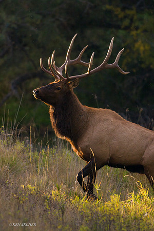 EK03964 - Rocky Mountain Elk