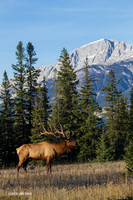 EK06089 - Rocky Mountain Elk