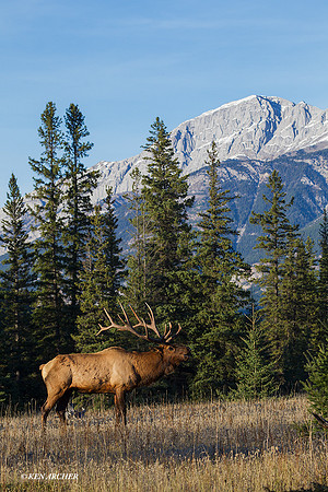 EK06089 - Rocky Mountain Elk