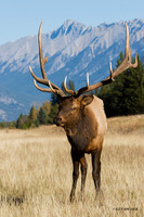 EK02590 - Rocky Mountain Elk