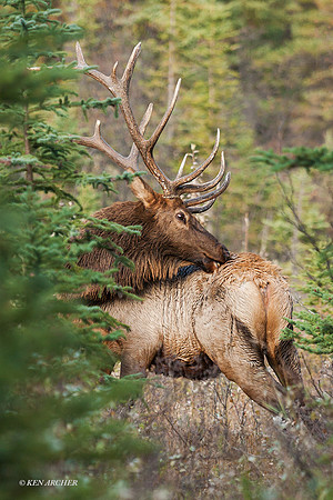 EK02112 - Rocky Mountain Elk