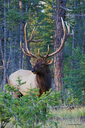 EK05568 - Rocky Mountain Elk