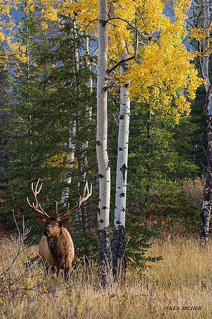 EK00558 - Rocky Mountain Bull Elk