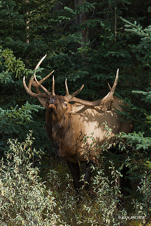 EK02761 - Rocky Mountain Elk