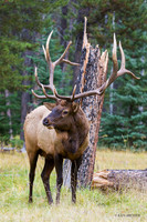 EK00105 - Rocky Mountain Elk