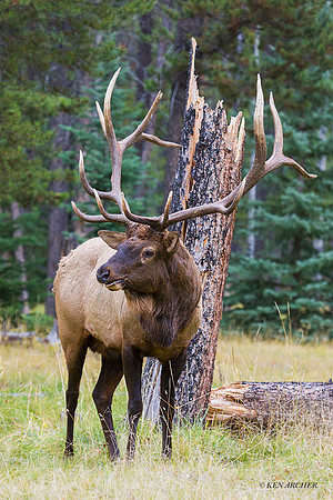 EK00105 - Rocky Mountain Elk