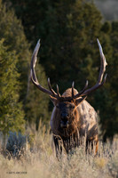 EK08601 - Rocky Mountain Elk