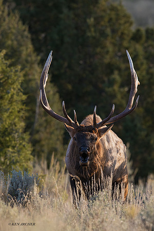 EK08601 - Rocky Mountain Elk