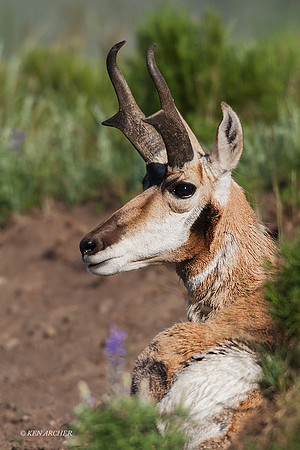 PHAE00168 - Pronghorn Antelope
