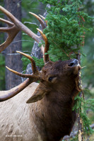 EK06301 - Rocky Mountain Elk