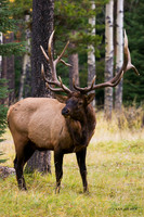 EK00134 - Rocky Mountain Bull Elk