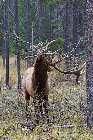 EK06401 - Rocky Mountain Elk