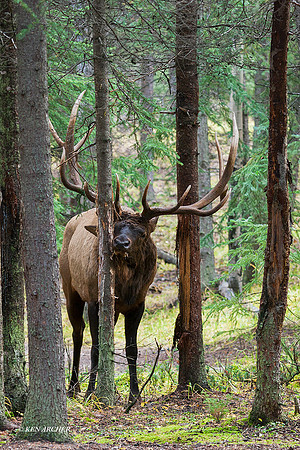 EK00195 - Rocky Mountain Bull Elk