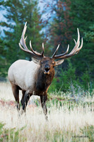 EK01735 - Rocky Mountain Elk