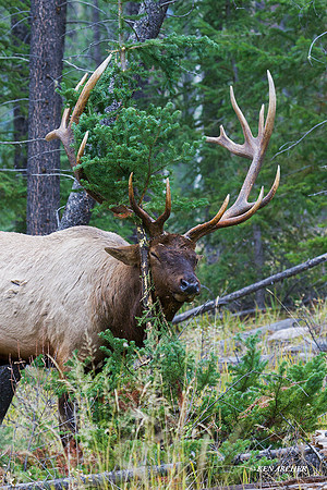 EK06288 - Rocky Mountain Elk