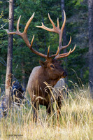 EK05541 - Rocky Mountain Elk