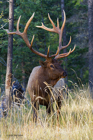 EK05541 - Rocky Mountain Elk