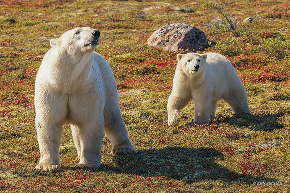 CHPB00773 - Polar Bear