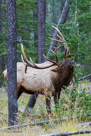 EK06304 - Rocky Mountain Elk