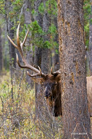 EK00088 - Rocky Mountain Elk