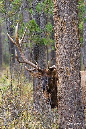 EK00088 - Rocky Mountain Elk