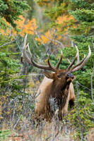 EK02697 - Rocky Mountain Elk