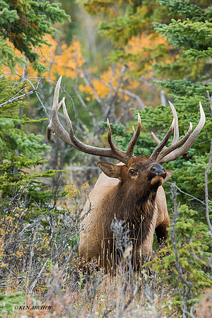 EK02697 - Rocky Mountain Elk