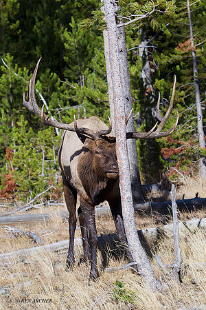 EK05020 - Rocky Mountain Elk