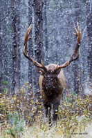 EK05436 - Rocky Mountain Elk