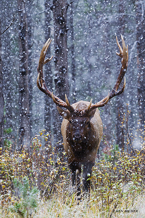 EK05436 - Rocky Mountain Elk