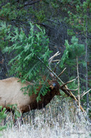 EK02250 - Rocky Mountain Elk