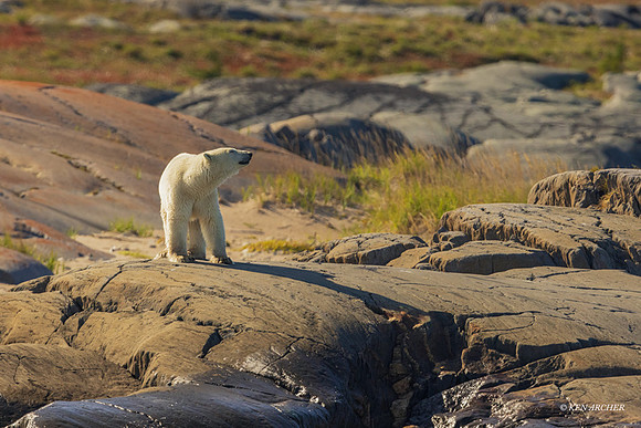 CHPB02307 - Polar Bear
