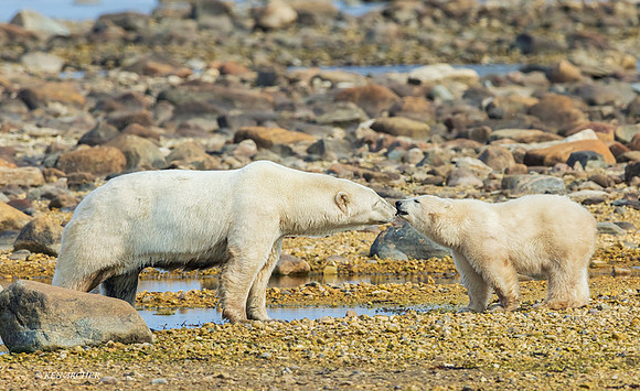 CHPB01773 - Polar Bear
