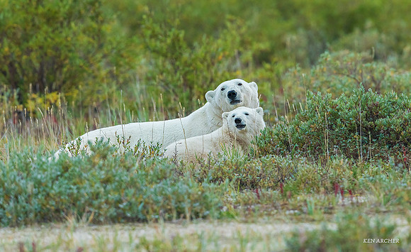 CHPB01265 - Polar Bear