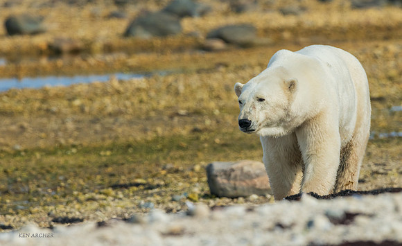 CHPB01811 - Polar Bear