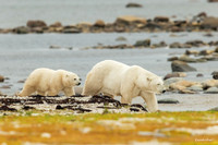 CHPB01471 - Polar Bear