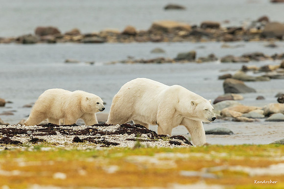CHPB01471 - Polar Bear