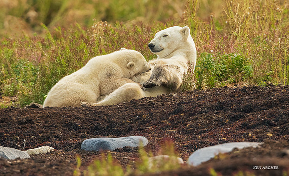 CHPB01698 - Polar Bear