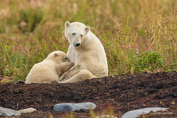 CHPB01716 - Polar Bear
