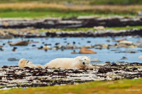 CHPB00924 - Polar Bear